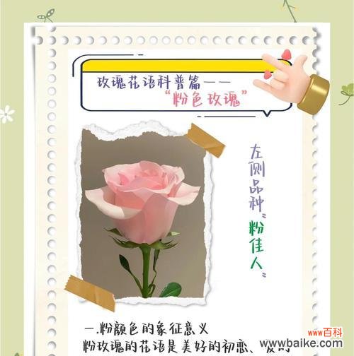 刺玫瑰的花语和寓意有哪些？