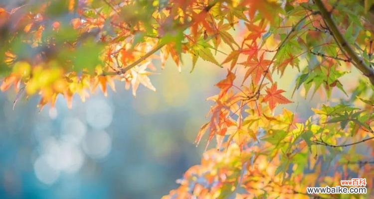 红枫叶树的花语代表了什么?红枫叶树有何特别的花语含义?