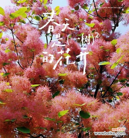 红枫叶树的花语代表了什么?红枫叶树有何特别的花语含义?