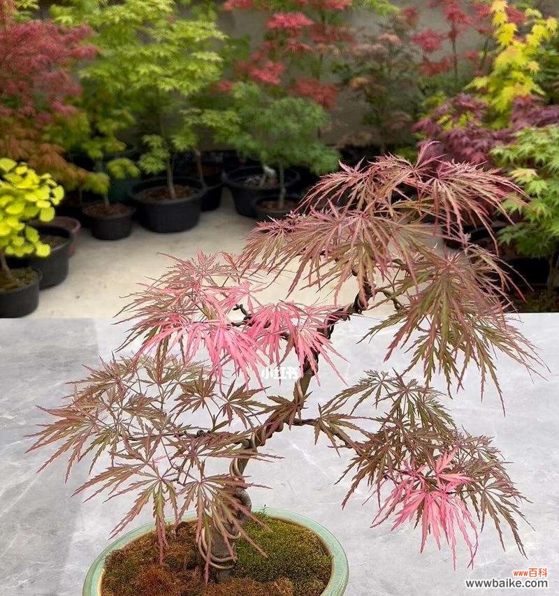 红枫叶树的花语代表了什么?红枫叶树有何特别的花语含义?