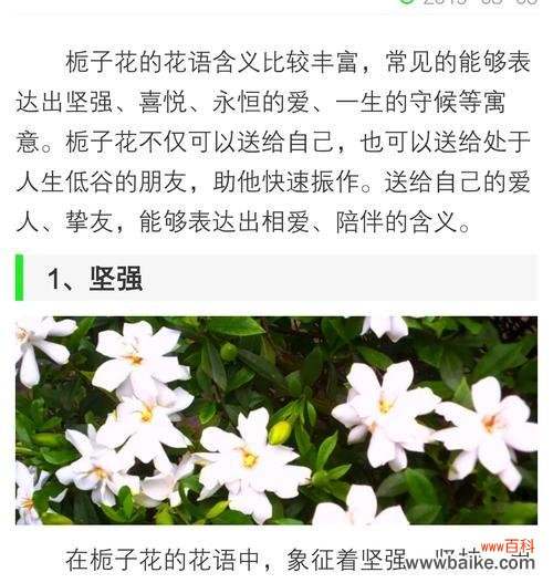 栀子花的花语及其文化内涵是什么?它们有何深意?