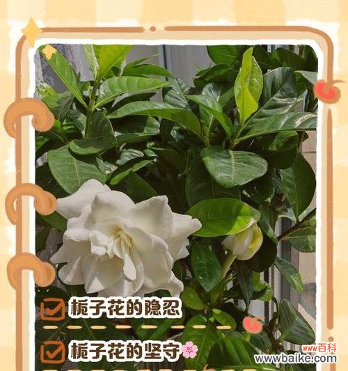 栀子花的花语及其文化内涵是什么?它们有何深意?
