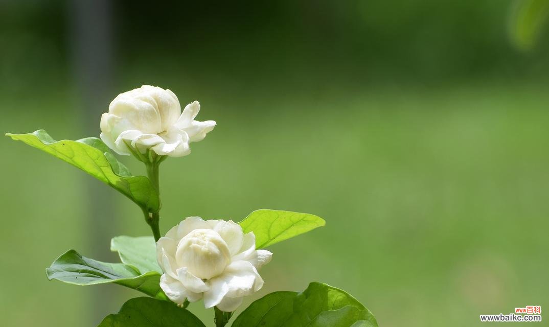 酷飒象征着什么？花语寓意有何特别之处？