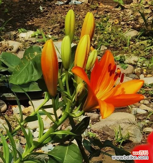 酷飒象征着什么？花语寓意有何特别之处？