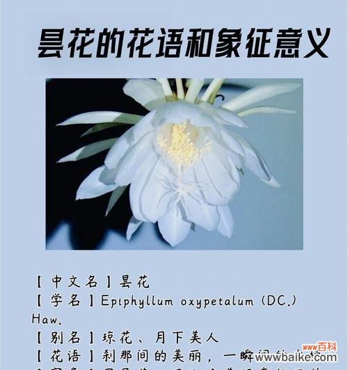 2月1日的花语是什么?这种花语代表了什么意义?