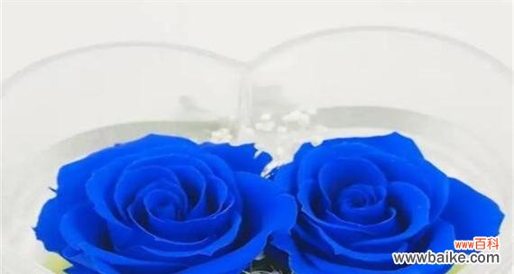 表达对你有点兴趣的花语是什么?它代表什么?