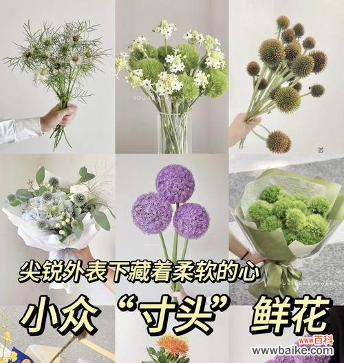 表达对你有点兴趣的花语是什么?它代表什么?