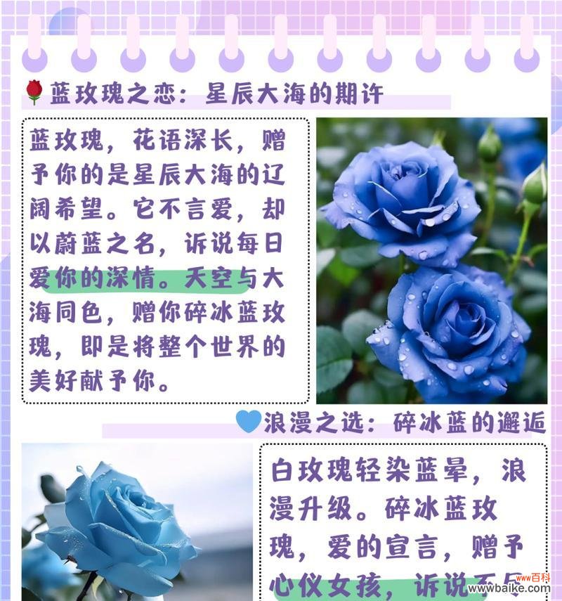送女王玫瑰花的花语是什么?有何寓意?
