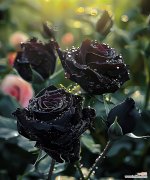 玫瑰花骑士花语是什么？玫瑰花骑士代表了什么意义？