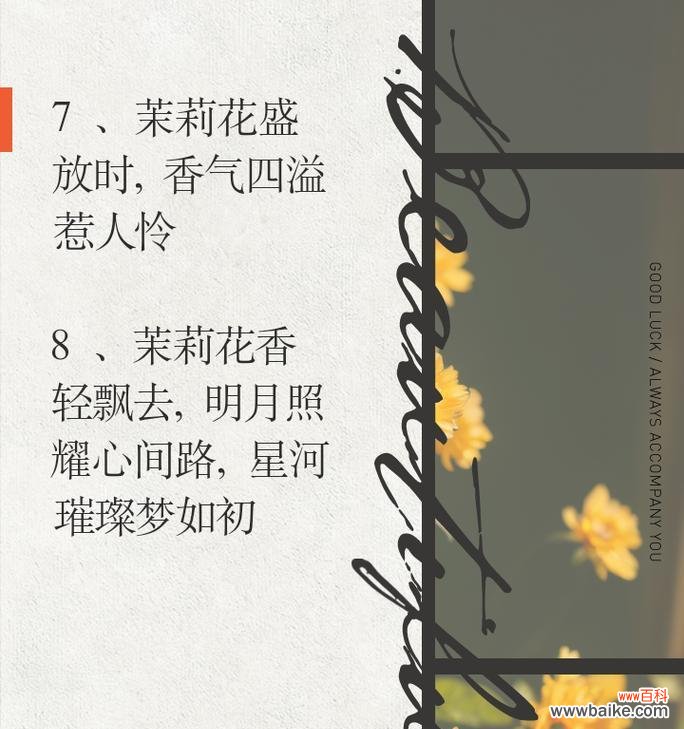 一朵茉莉花语是什么？单朵茉莉花的花语有何特别之处？