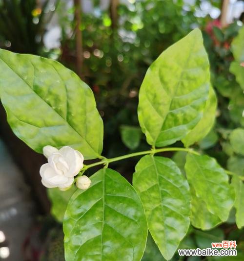 一朵茉莉花语是什么？单朵茉莉花的花语有何特别之处？