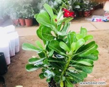 荒漠中的花海，见证着生命的奇迹 沙漠玫瑰花语