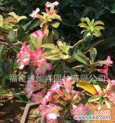 探索沙漠玫瑰花的花语，揭示其勇敢、坚强和美丽之魅力 沙漠玫瑰花的花语