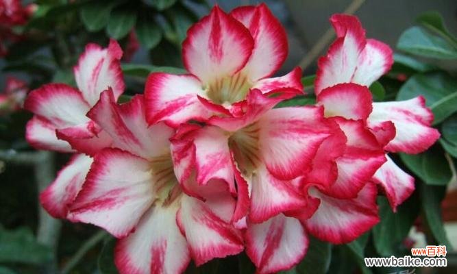 探索沙漠玫瑰花的花语，揭示其勇敢、坚强和美丽之魅力 沙漠玫瑰花的花语