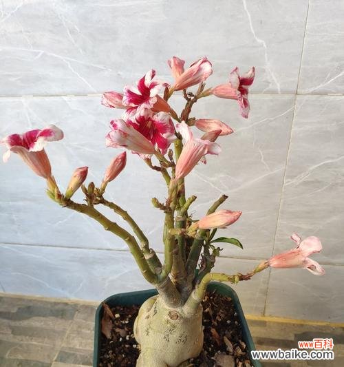 探索沙漠玫瑰花的花语，揭示其勇敢、坚强和美丽之魅力 沙漠玫瑰花的花语