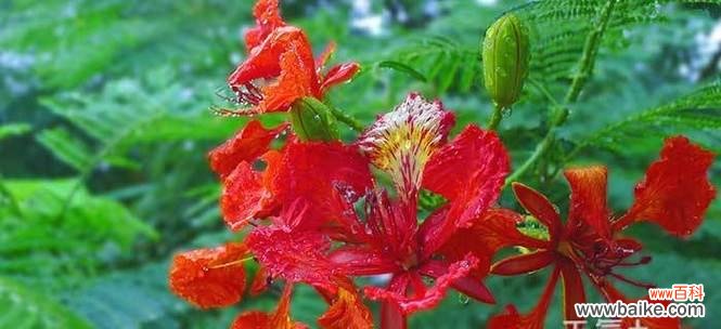 传统文化的瑰宝，花开寒冬的佳作 扫帚梅花语