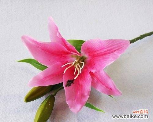 探索三头百合的起源、形态和涵义 解读三头百合的意义与象征