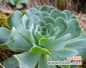 山地玫瑰花语的魅力与传承 山地玫瑰花语与其寓意