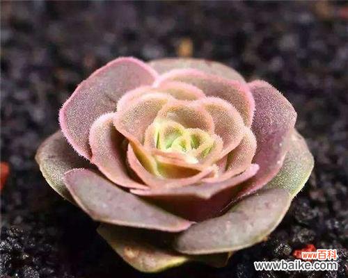 山地玫瑰花语的魅力与传承 山地玫瑰花语与其寓意