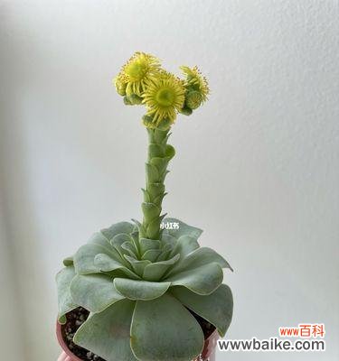 山地玫瑰的花语及其寓意 山地玫瑰