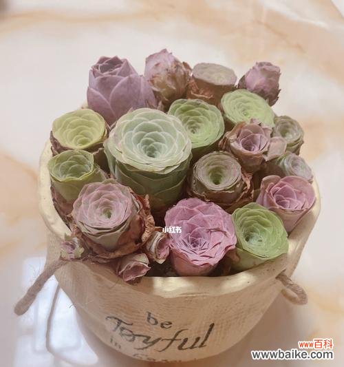 山地玫瑰的花语及其寓意 山地玫瑰