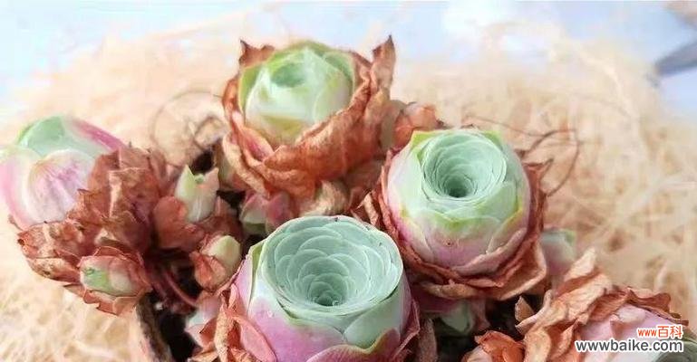 山地玫瑰的花语及其寓意 山地玫瑰