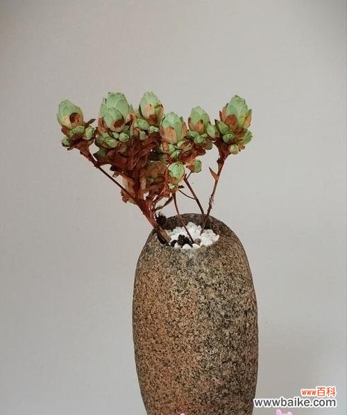 探寻山地玫瑰背后的花语密码 山地玫瑰花语的魅力