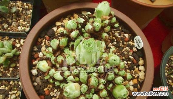 探寻山地玫瑰背后的花语密码 山地玫瑰花语的魅力