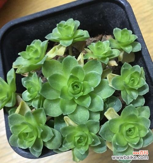 探寻山地玫瑰背后的花语密码 山地玫瑰花语的魅力