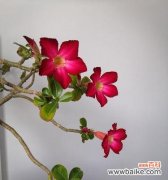 追寻自由的沙漠之花 沙漠玫瑰