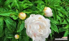 解读芍药花的五个象征意义 芍药花在家中的神奇寓意