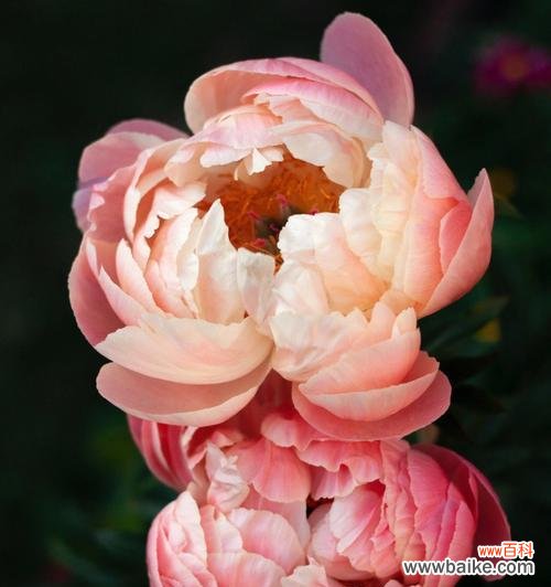 探寻芍药的文化内涵与象征意义 芍药