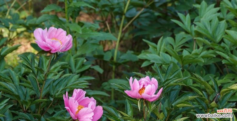 探寻芍药的文化内涵与象征意义 芍药