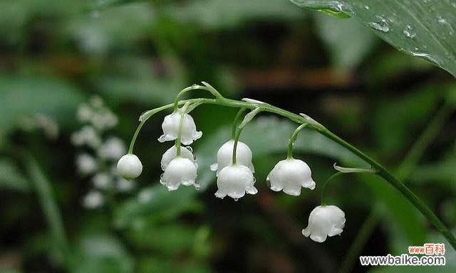 一朵花,千种情;一句花语,万般柔情 山柳兰花语之美——深情绽放