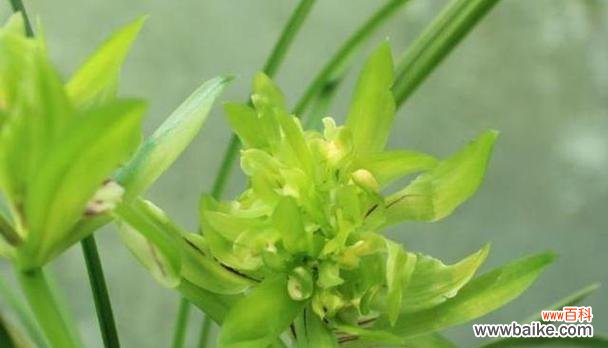 探寻兰花花语的深层内涵 绍兴兰花的花语——静雅高贵