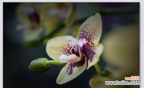 探寻兰花花语的深层内涵 绍兴兰花的花语——静雅高贵