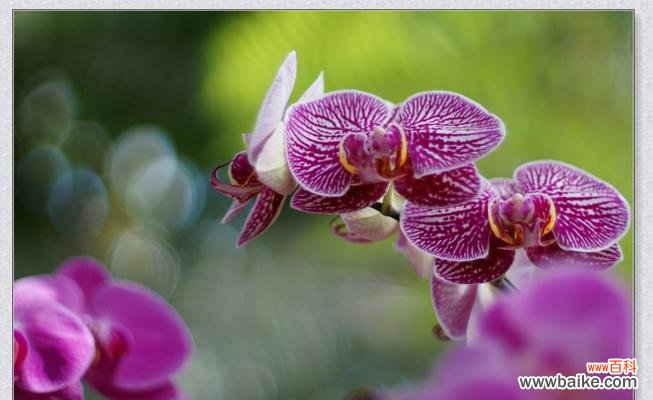 探寻兰花花语的深层内涵 绍兴兰花的花语——静雅高贵