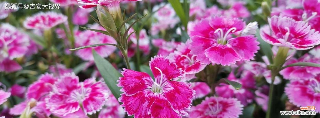 探寻石竹花的背后故事,感受其代表的意义 石竹花