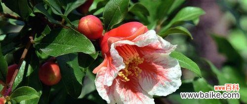 揭开石榴花风水的神秘面纱 石榴花风水的秘密