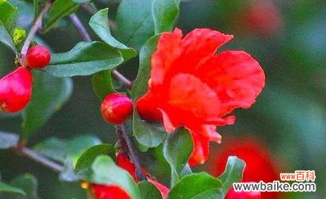 揭开石榴花风水的神秘面纱 石榴花风水的秘密