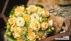 探寻黄玫瑰的情感表达和文化内涵 黄玫瑰的含义与象征