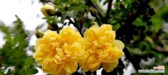 探寻黄玫瑰的内涵与情感 黄玫瑰花的象征意义