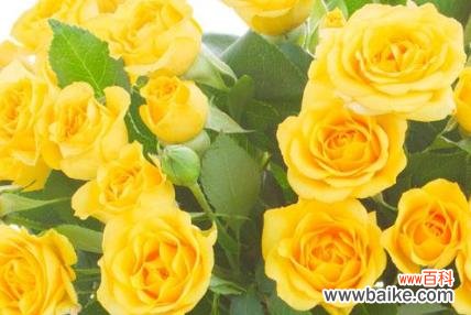 两朵黄玫瑰所代表的深刻含义 黄玫瑰的象征意义