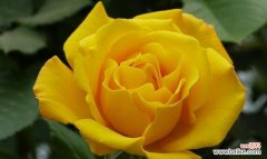 黄玫瑰的象征意义与文化内涵 黄玫瑰的美丽寓意与魅力