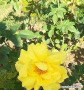 探寻黄玫瑰的情感与美丽 黄玫瑰的含义与象征