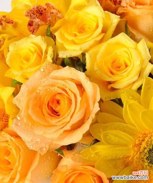 一束黄玫瑰所传达的情感和寓意 黄玫瑰的花语与象征意义