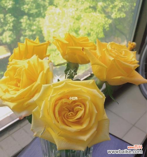 探寻黄玫瑰的秘密 黄玫瑰的寓意与象征——温暖与希望