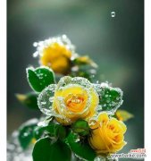 传递温暖与友谊的黄玫瑰花语 以黄玫瑰花的花语为主题的文章