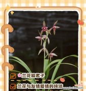 兰花的花语象征是什么？兰花象征的作文如何写？