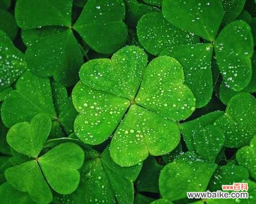 花语倾城的含义是什么？花语倾城代表什么？